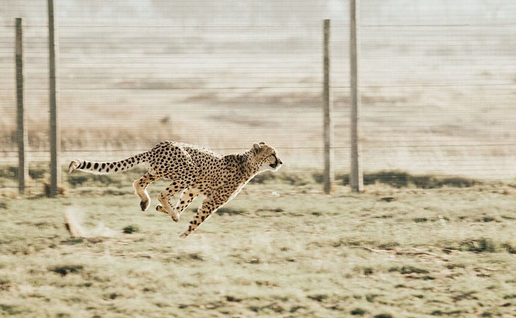 Das schnellste Landtier der Welt